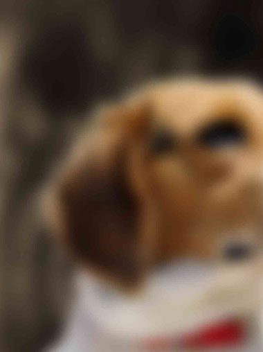 Beagle laying down