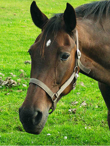 Horse in a pasture