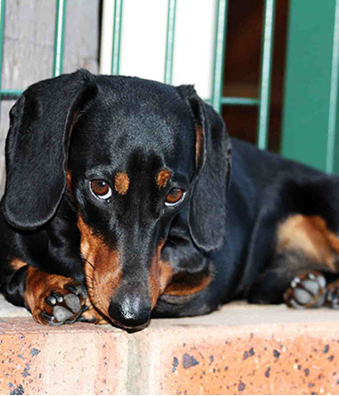 Miniature Daschund laying down